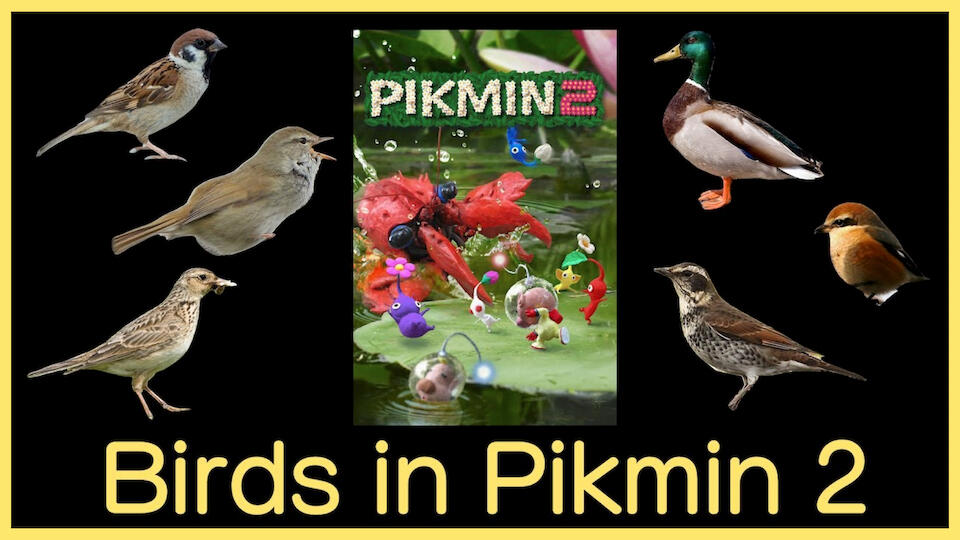 Birdsong you hear in the Awakening Wood and Wistful Wild